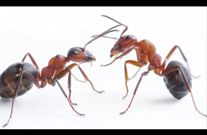 how get rid of ants in the house 1