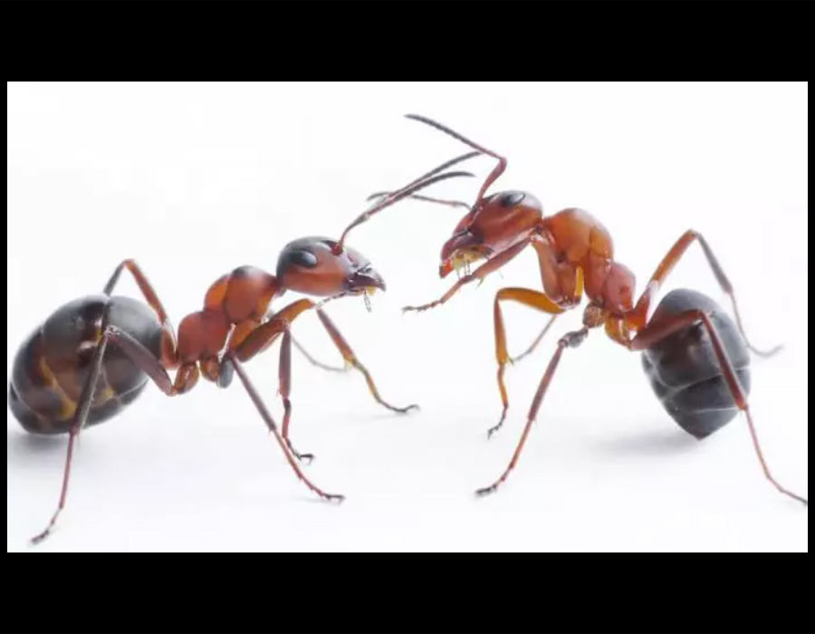 how get rid of ants in the house